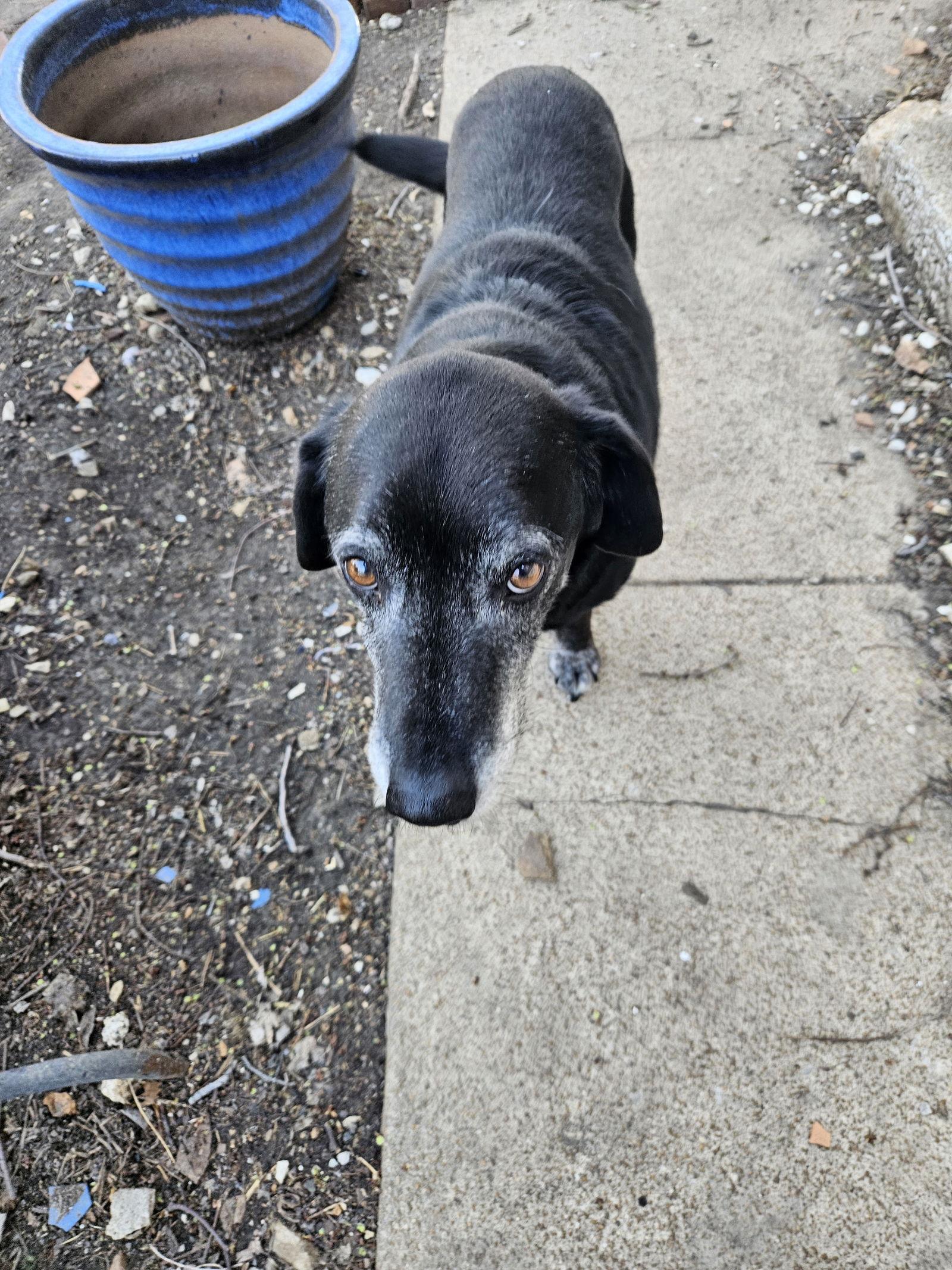 Kiefer, a Adoptable Labrador Retriever in St. Louis, MO image 1/3