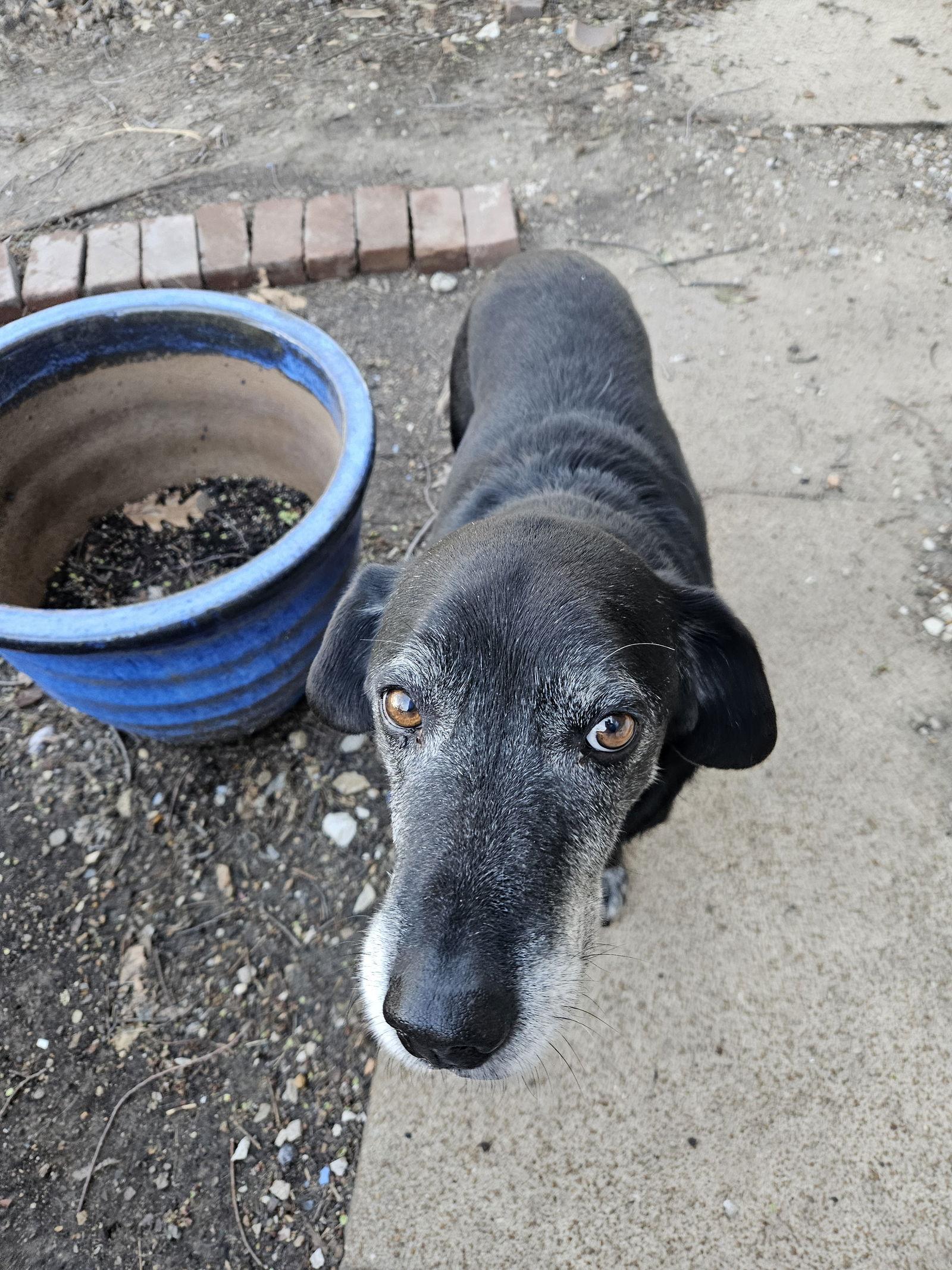 Kiefer, a Adoptable Labrador Retriever in St. Louis, MO image 2/3