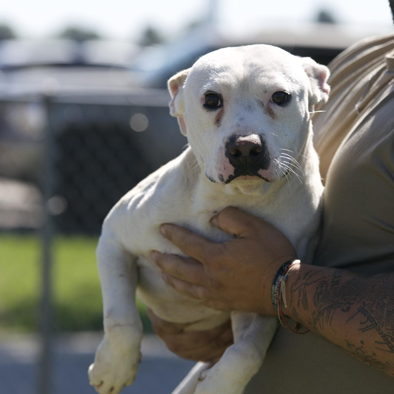 Enlarge Tex, a ADOPTABLE mixed breed in Mount Sterling, KY image 1/2