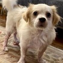 Teddy Bear, ADOPTABLE, Adult Male Cavalier King Charles Spaniel & Cairn Terrier.