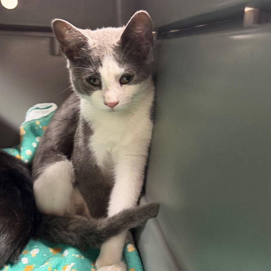 Onion Ring, Adoptable, Young Female Domestic Short Hair.
