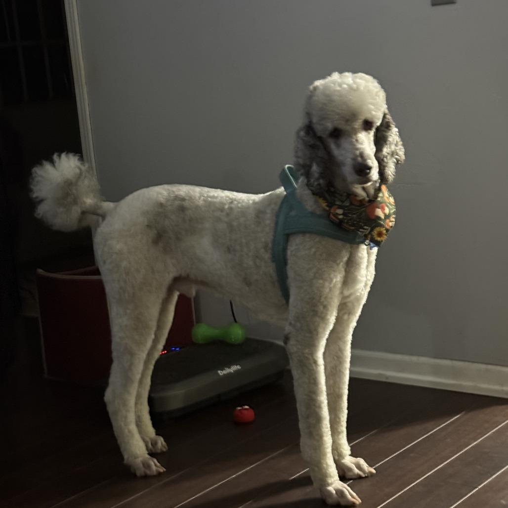 Finn, Adoptable, Adult Male Poodle.