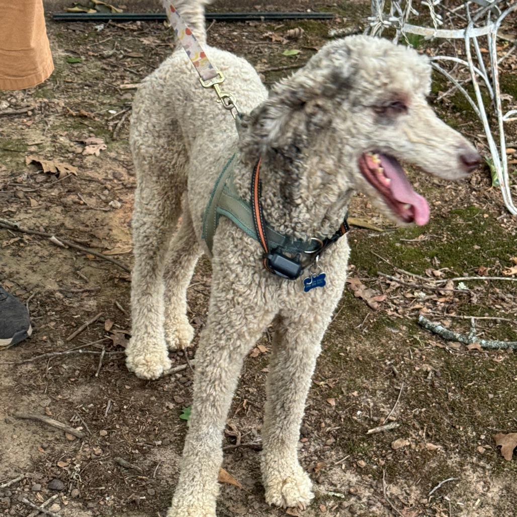 Finn, a Adoptable Poodle in Lenoir, NC image 2/2