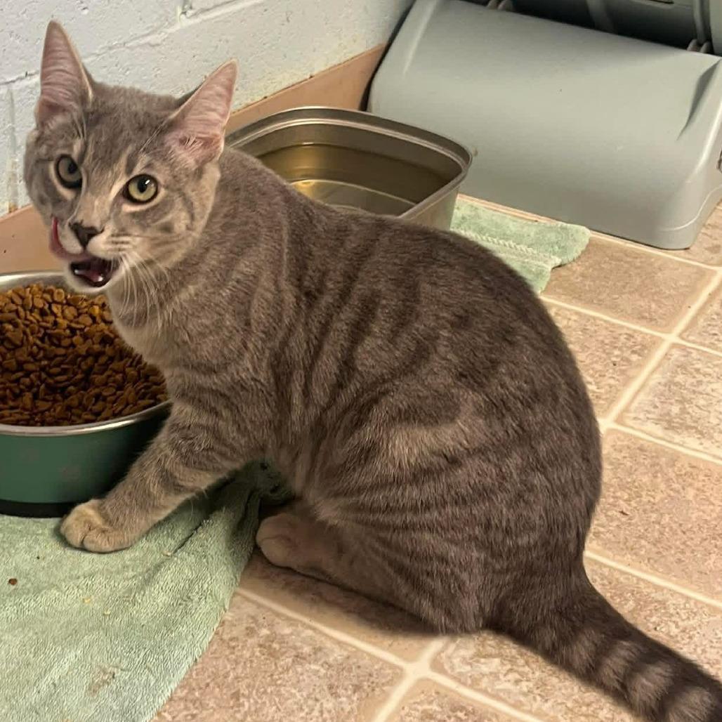 Enlarge Froot Loop, a Adoptable Domestic Short Hair in Salem, WV image 1/1
