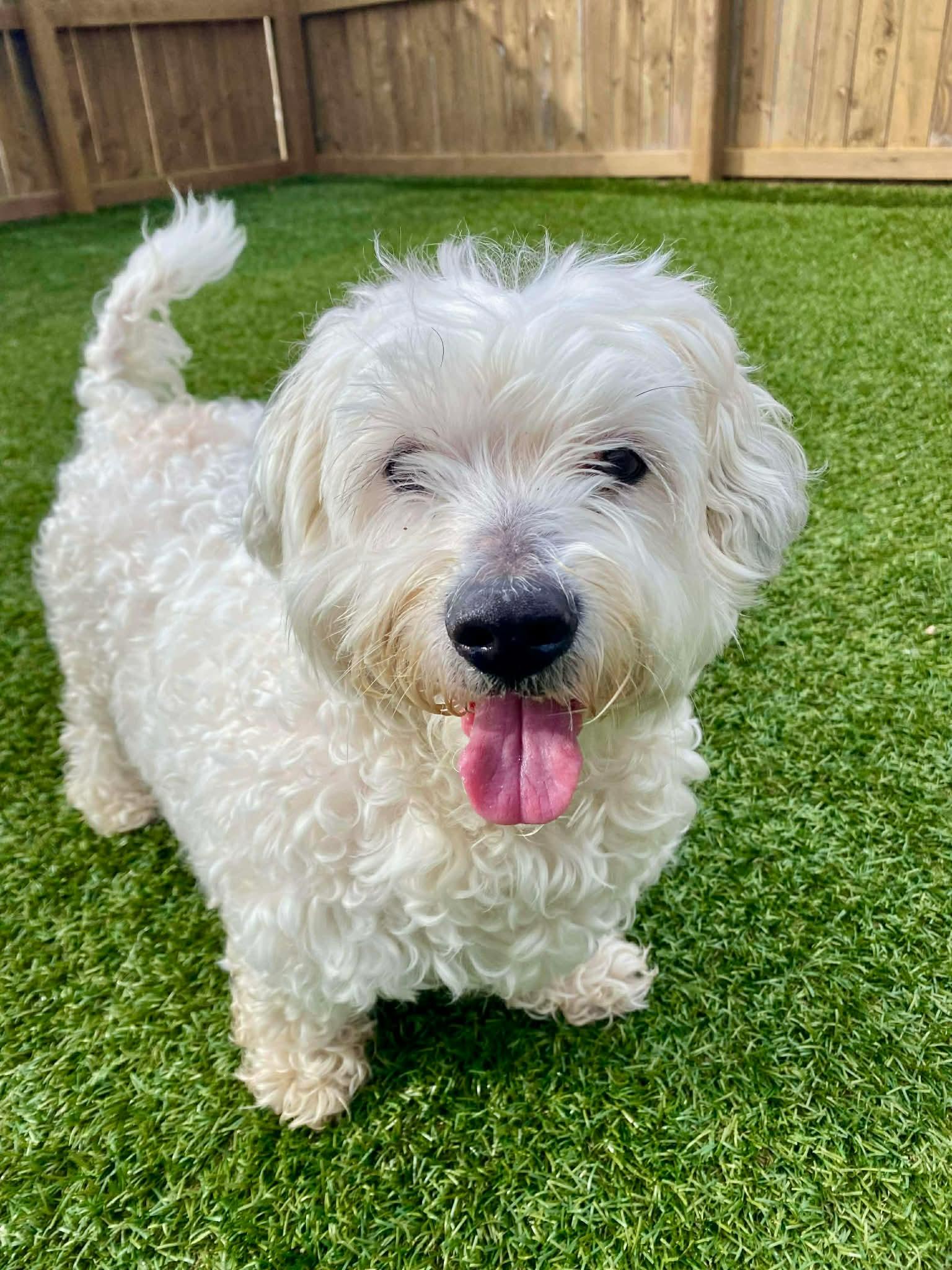 Casper, a ADOPTABLE Bichon Frise in Independence, MO image 2/4