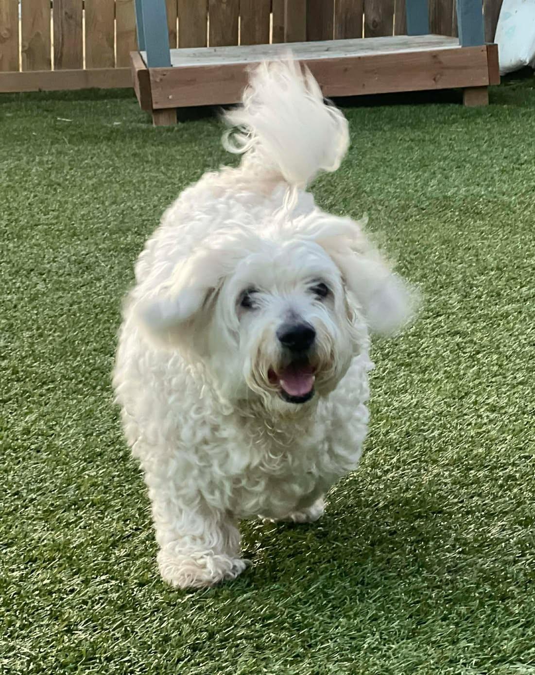 Casper, a ADOPTABLE Bichon Frise in Independence, MO image 4/4