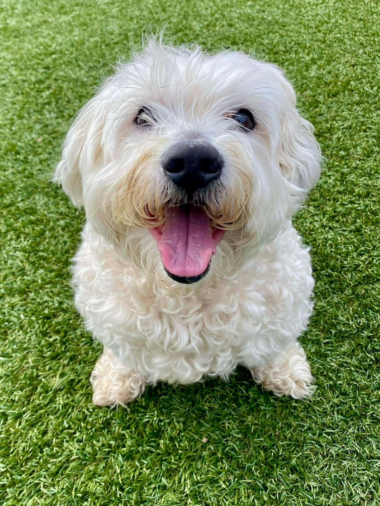 Casper, a ADOPTABLE Bichon Frise in Independence, MO image 1/4