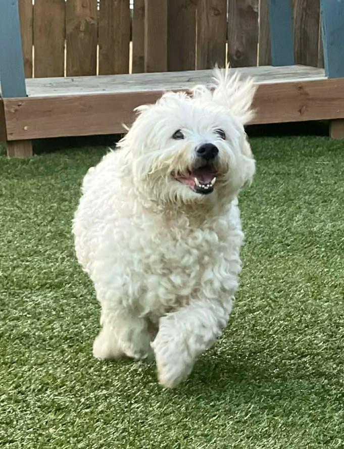 Casper, a ADOPTABLE Bichon Frise in Independence, MO image 3/4