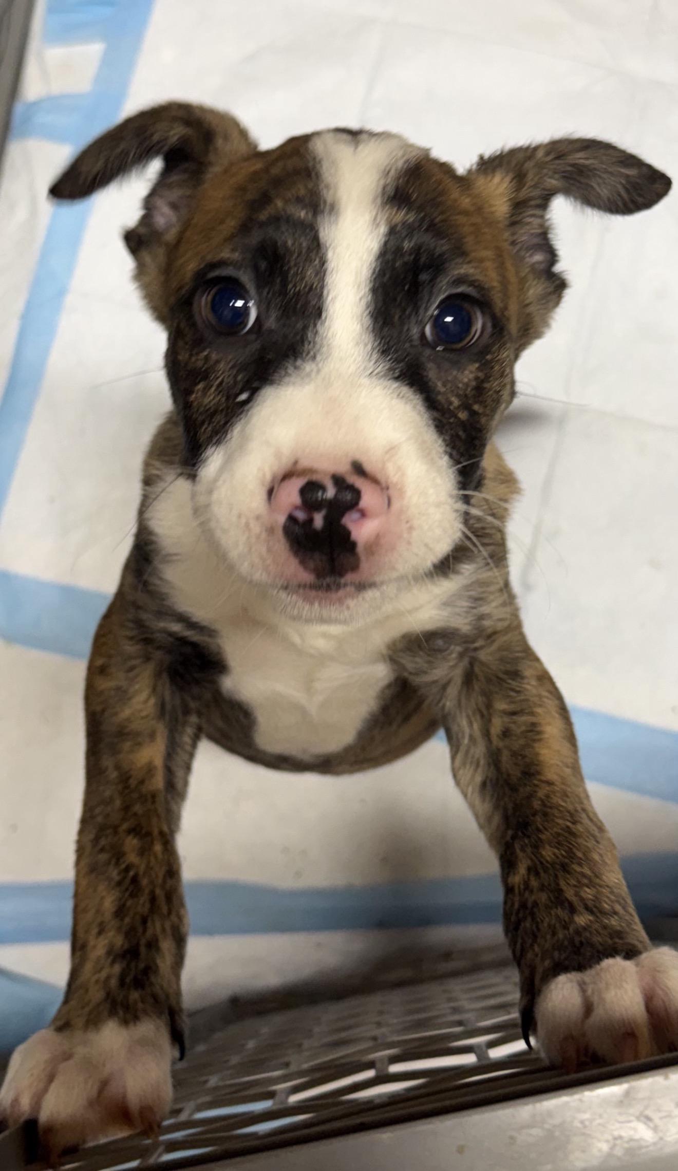 Trent, ADOPTABLE, Young Male Boxer.