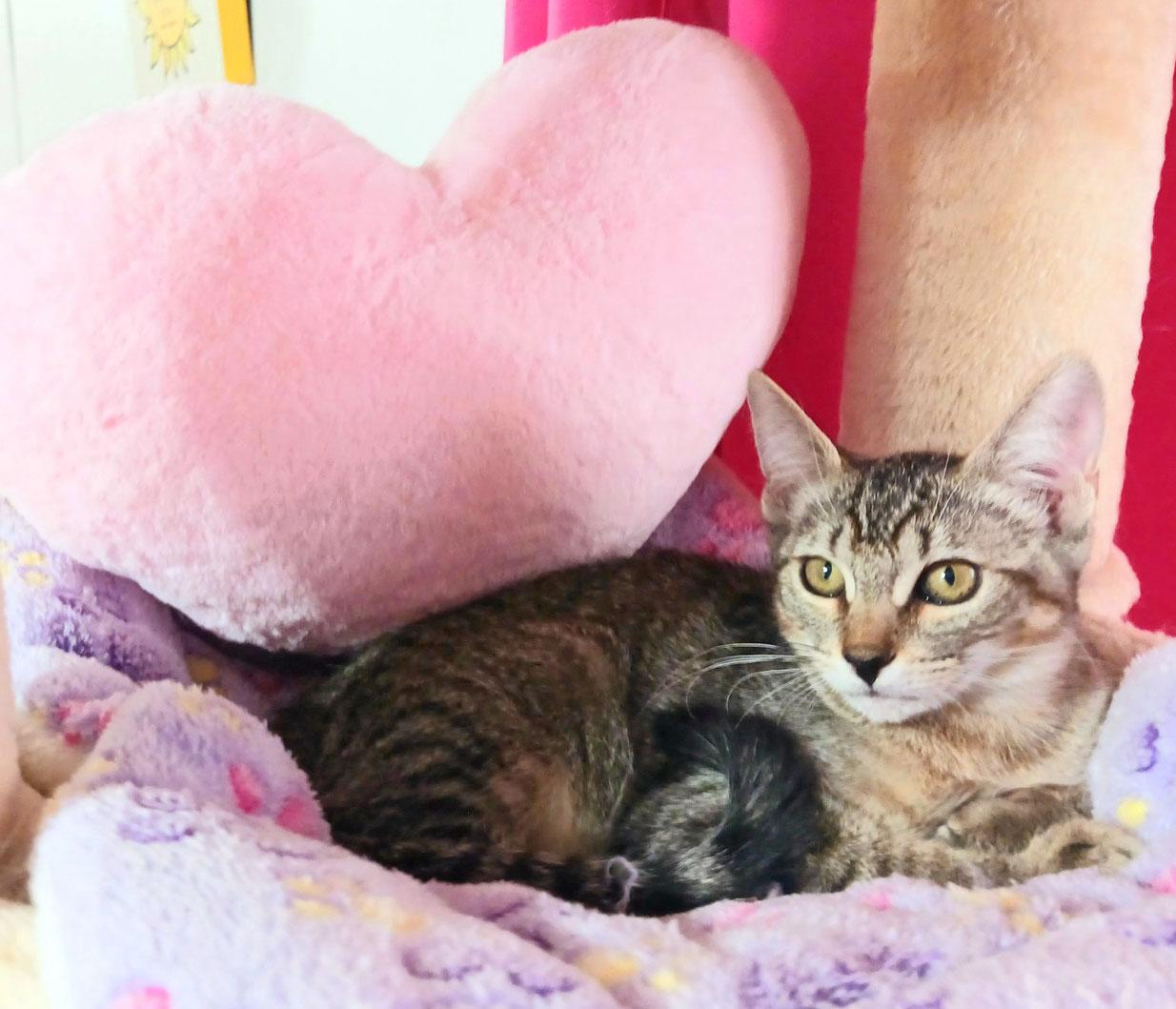 Harper Alexandra, a ADOPTABLE mixed breed in Mesa, AZ image 3/4