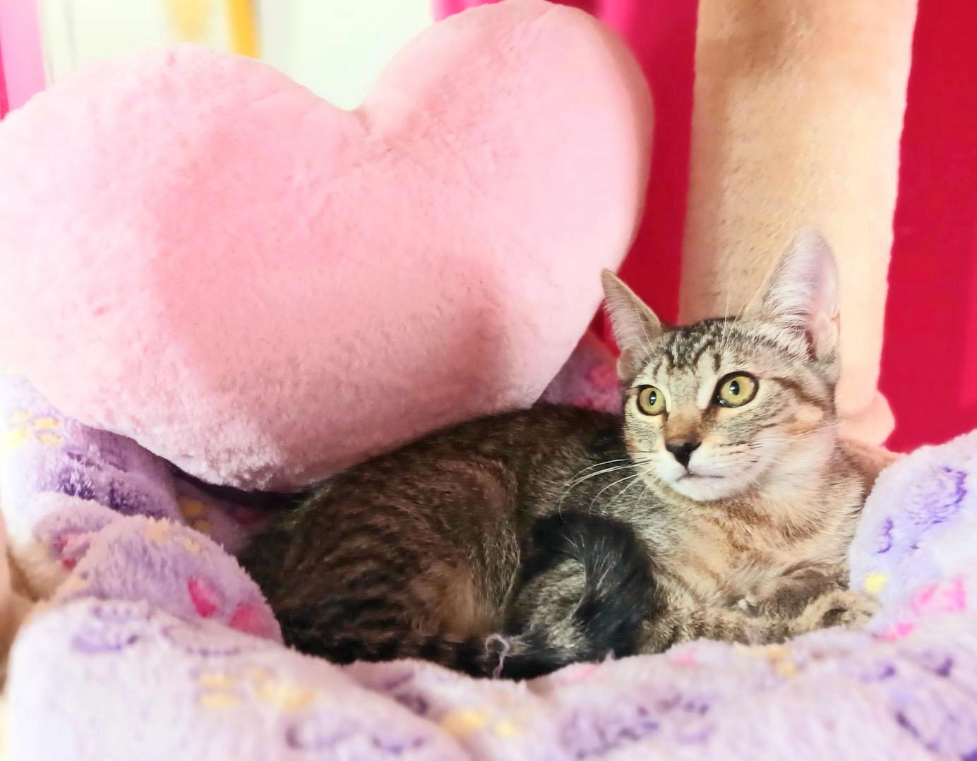 Harper Alexandra, ADOPTABLE, Kitten Female Bengal & Tabby.
