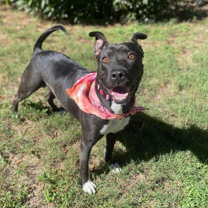 Enlarge Hope, a Adopted mixed breed in Springhill, LA image 1/6