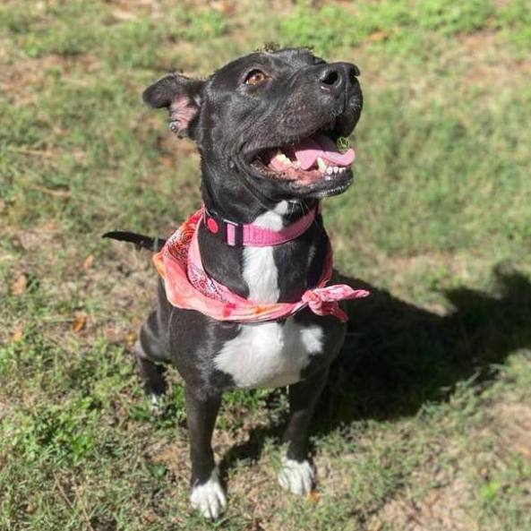 Enlarge Hope, a Adopted mixed breed in Springhill, LA image 2/6