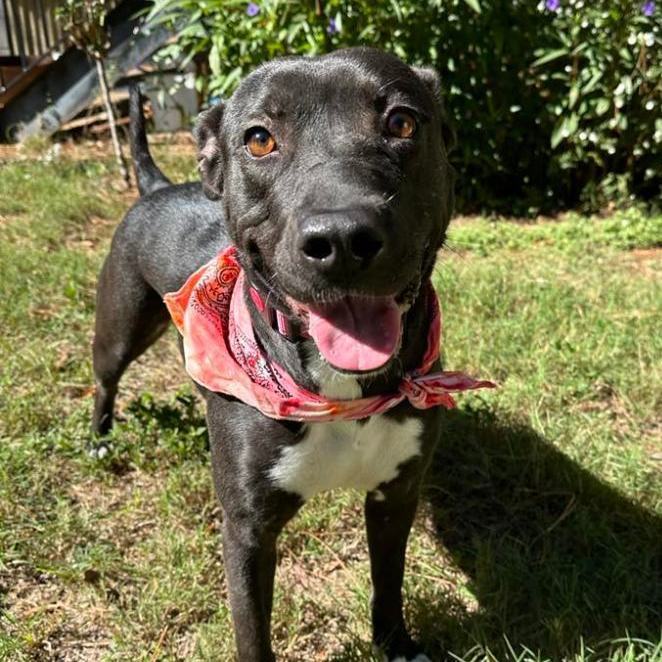 Enlarge Hope, a Adopted mixed breed in Springhill, LA image 3/6