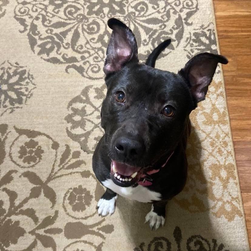 Enlarge Hope, a Adopted mixed breed in Springhill, LA image 4/6