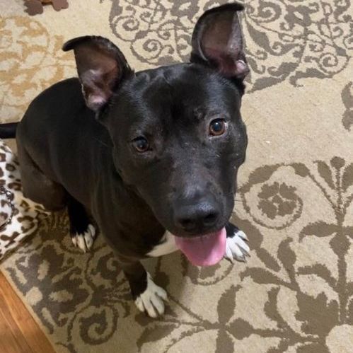 Enlarge Hope, a Adopted mixed breed in Springhill, LA image 5/6