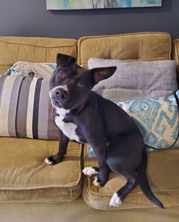Savannah, a Adoptable Pit Bull Terrier in New York, NY image 1/3