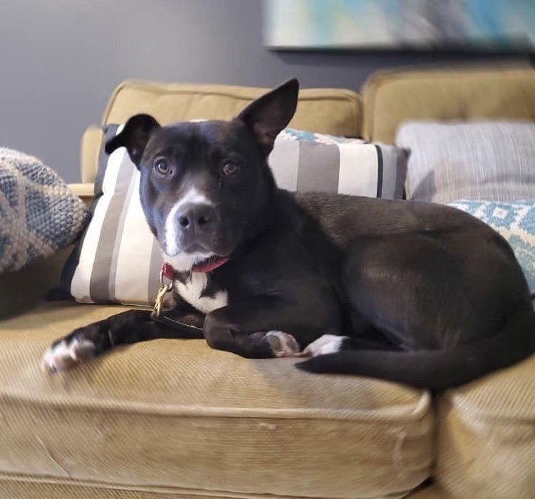 Savannah, a Adoptable Pit Bull Terrier in New York, NY image 2/3