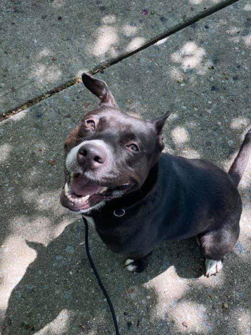 Savannah, a Adoptable Pit Bull Terrier in New York, NY image 3/3