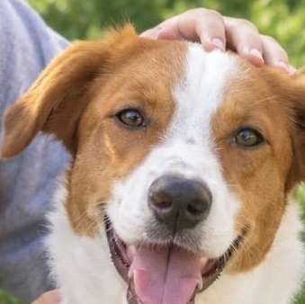 Enlarge Hartley, Miss Congeniality, a Adoptable mixed breed in Cambridge, MA image 1/6
