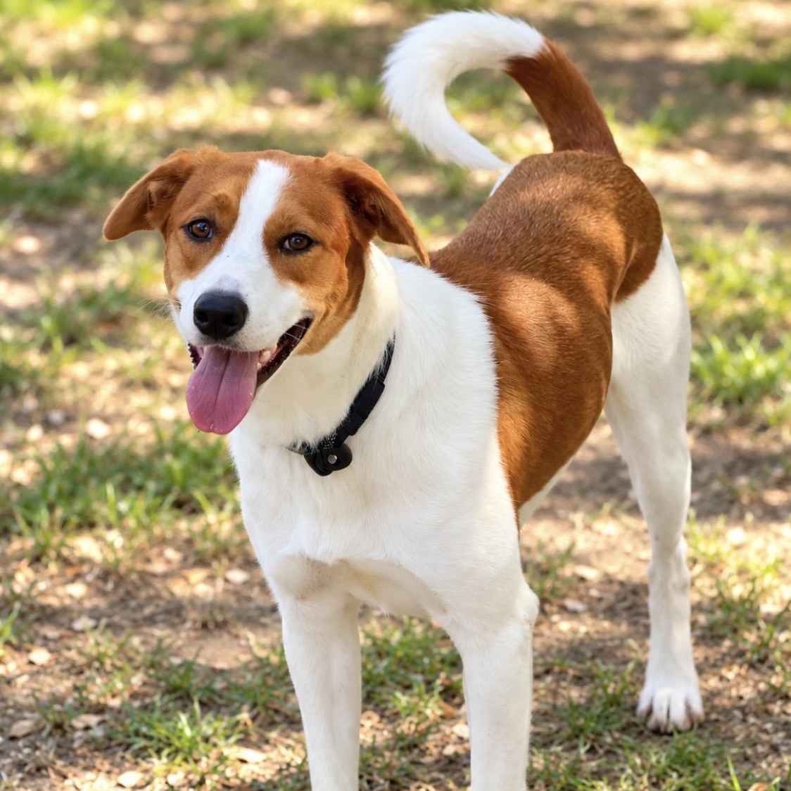 Enlarge Hartley, Miss Congeniality, a Adoptable mixed breed in Cambridge, MA image 2/6