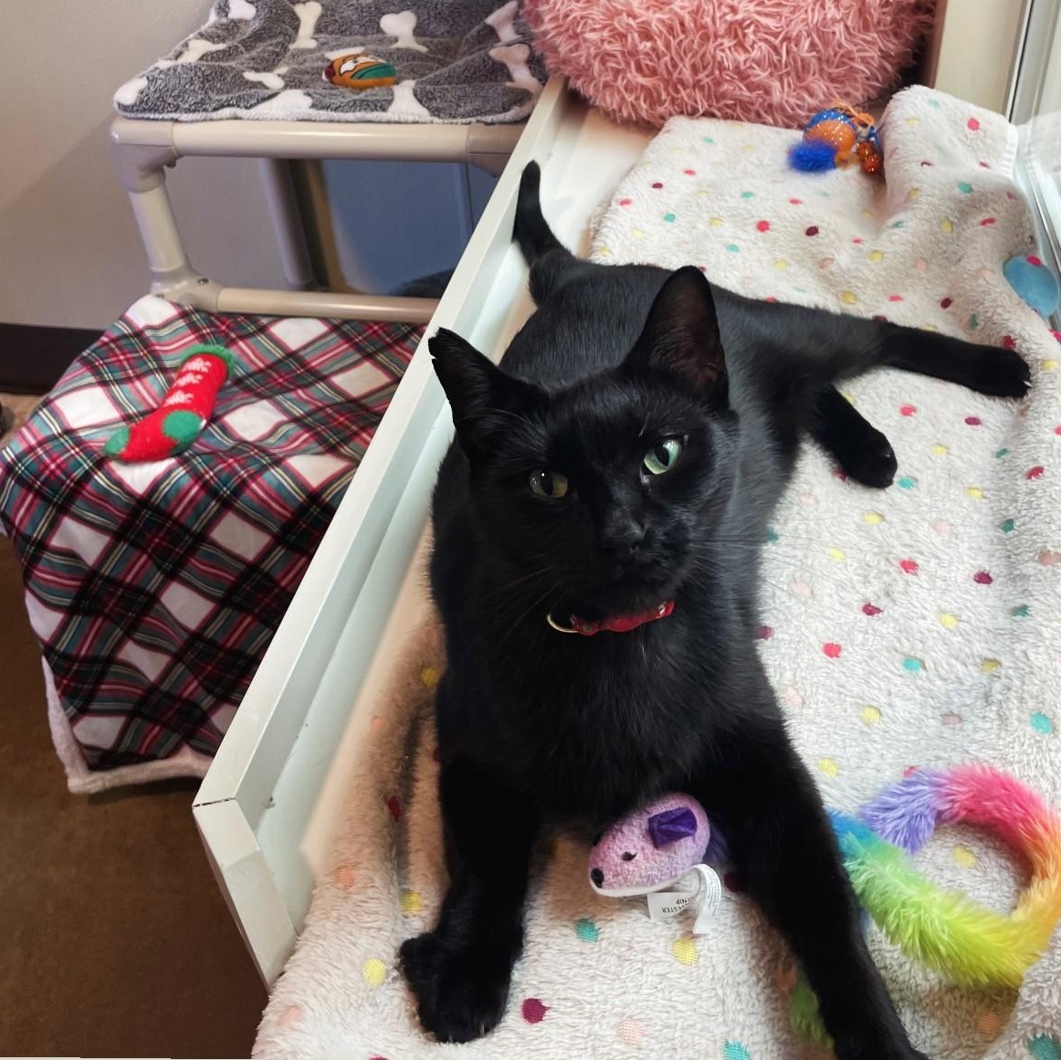 Sabrina, Adopted, Young Female Domestic Short Hair.
