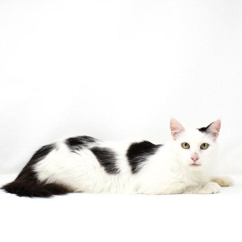 Lo, Adoptable, Young Female Domestic Short Hair.