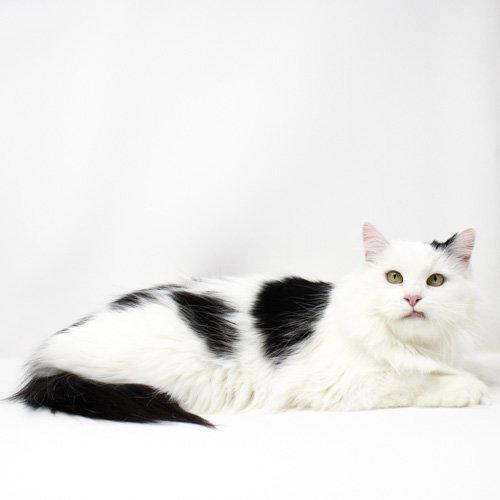 Enlarge Lo, a Adoptable Domestic Short Hair in Florence, AZ image 2/2