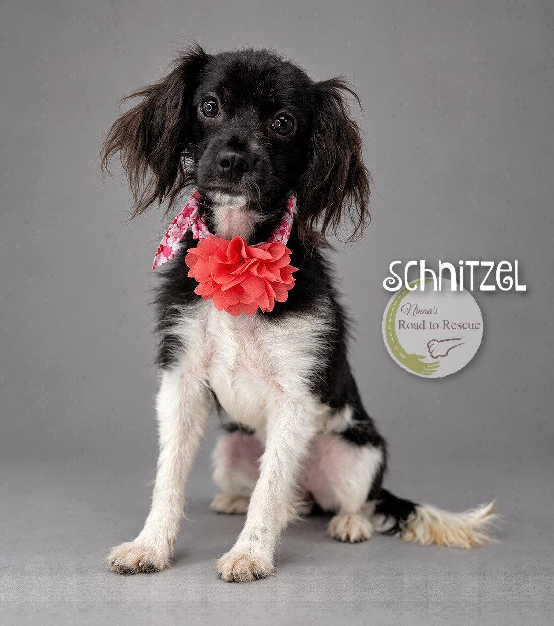 Schnitzel, Adoptable, Young Female Cavalier King Charles Spaniel & Spaniel.