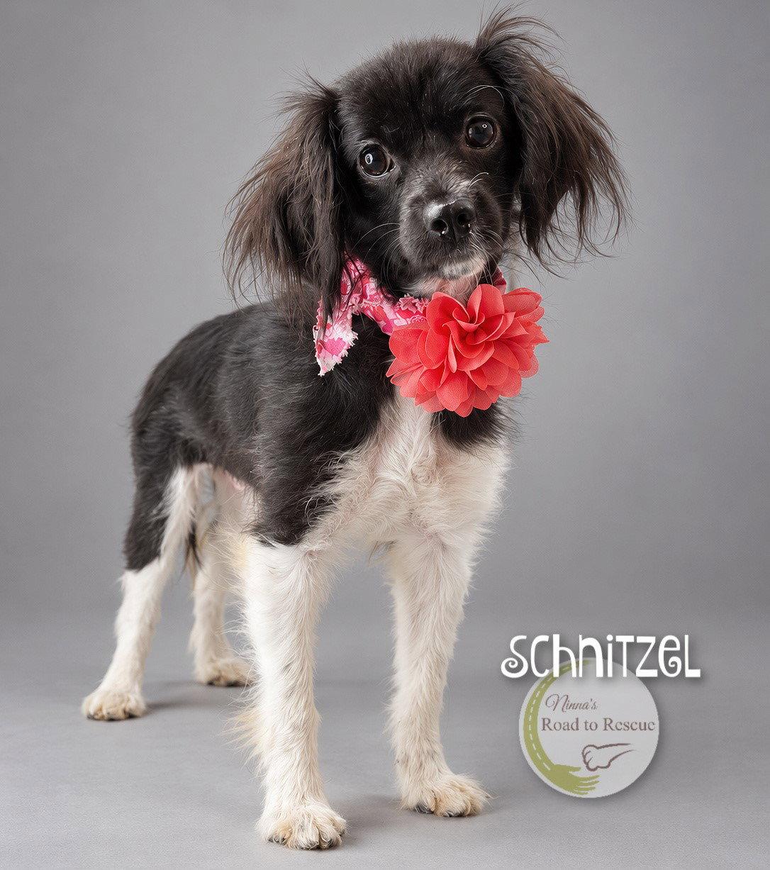 Enlarge Schnitzel, a Adoptable mixed breed in Benton, LA image 2/2