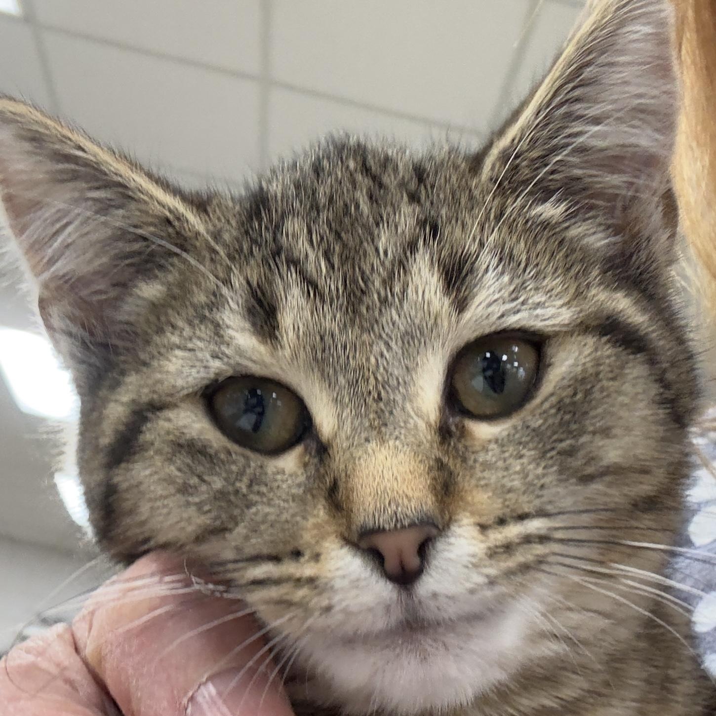 Enlarge GABBY, a Adoptable mixed breed in Ashland, OH image 5/6