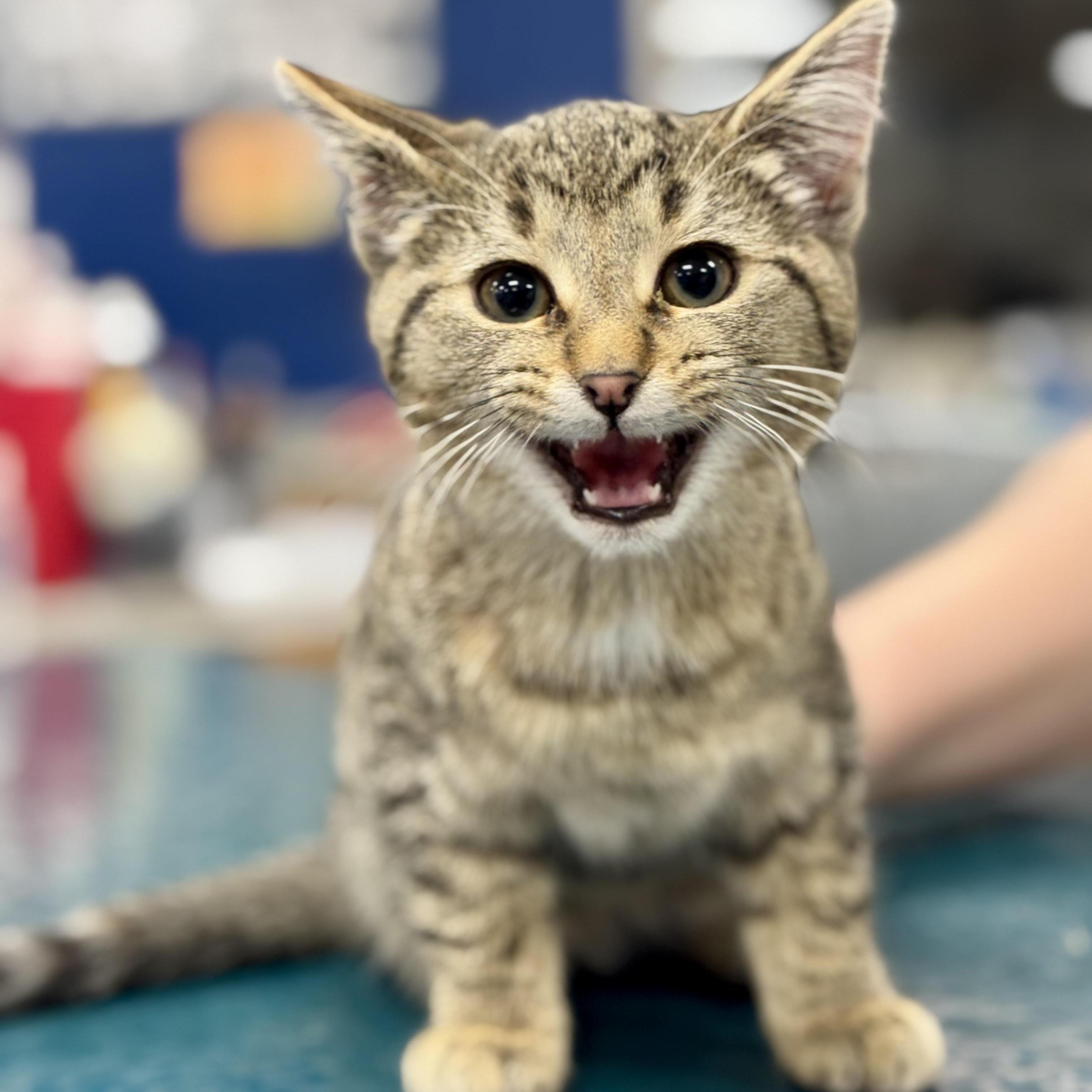 Enlarge GABBY, a Adoptable mixed breed in Ashland, OH image 6/6