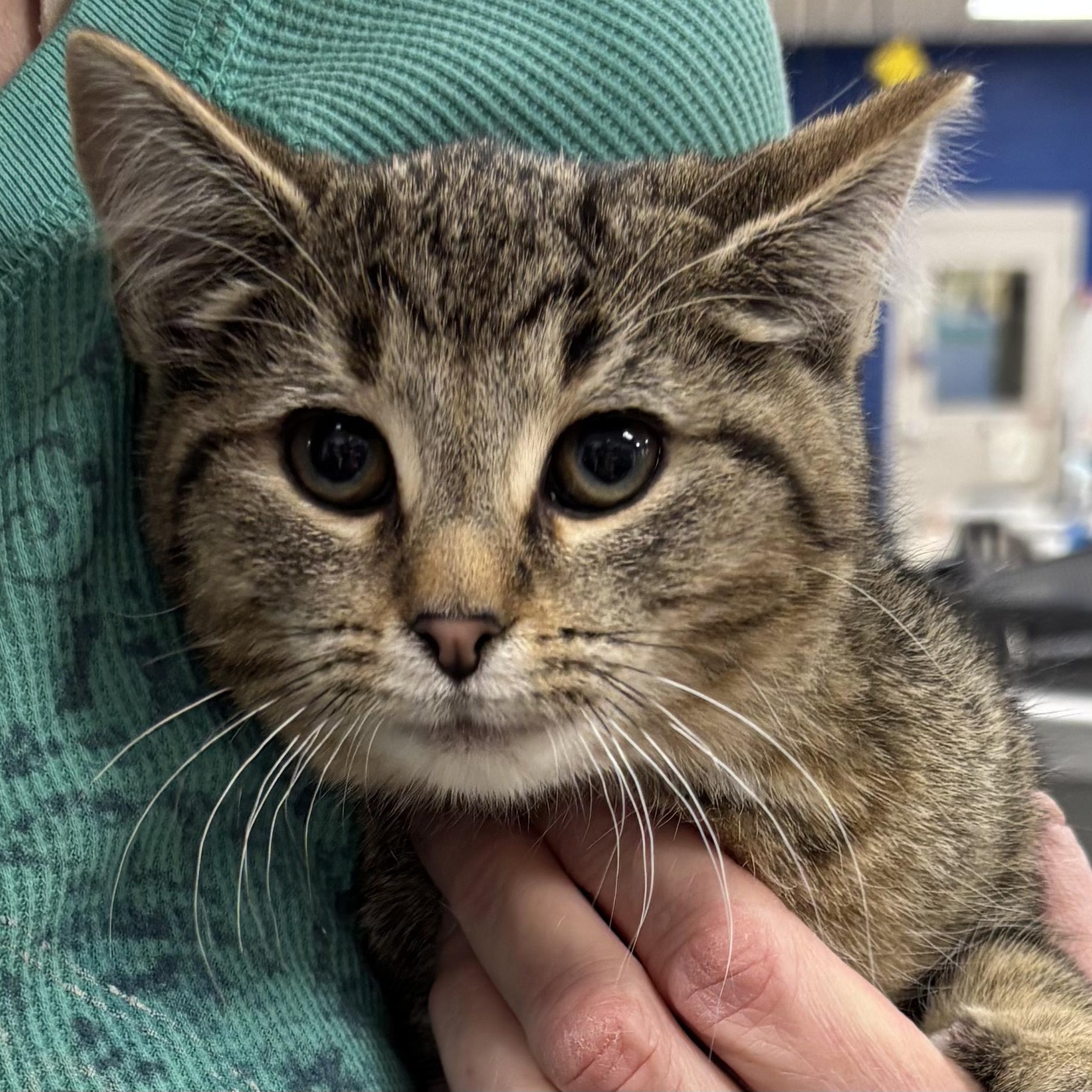 Enlarge GABBY, a Adoptable mixed breed in Ashland, OH image 4/6