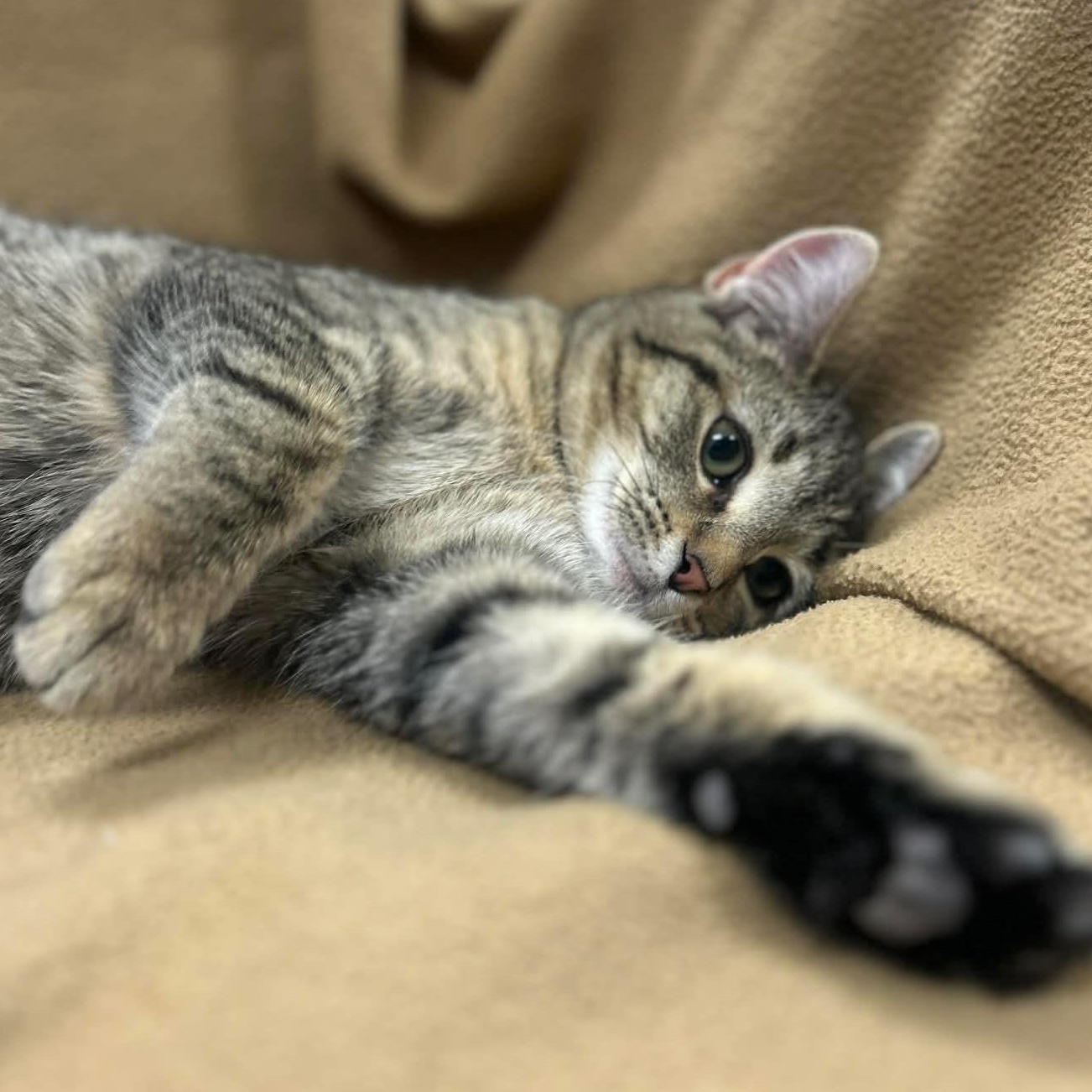 Enlarge GABBY, a Adoptable mixed breed in Ashland, OH image 3/6