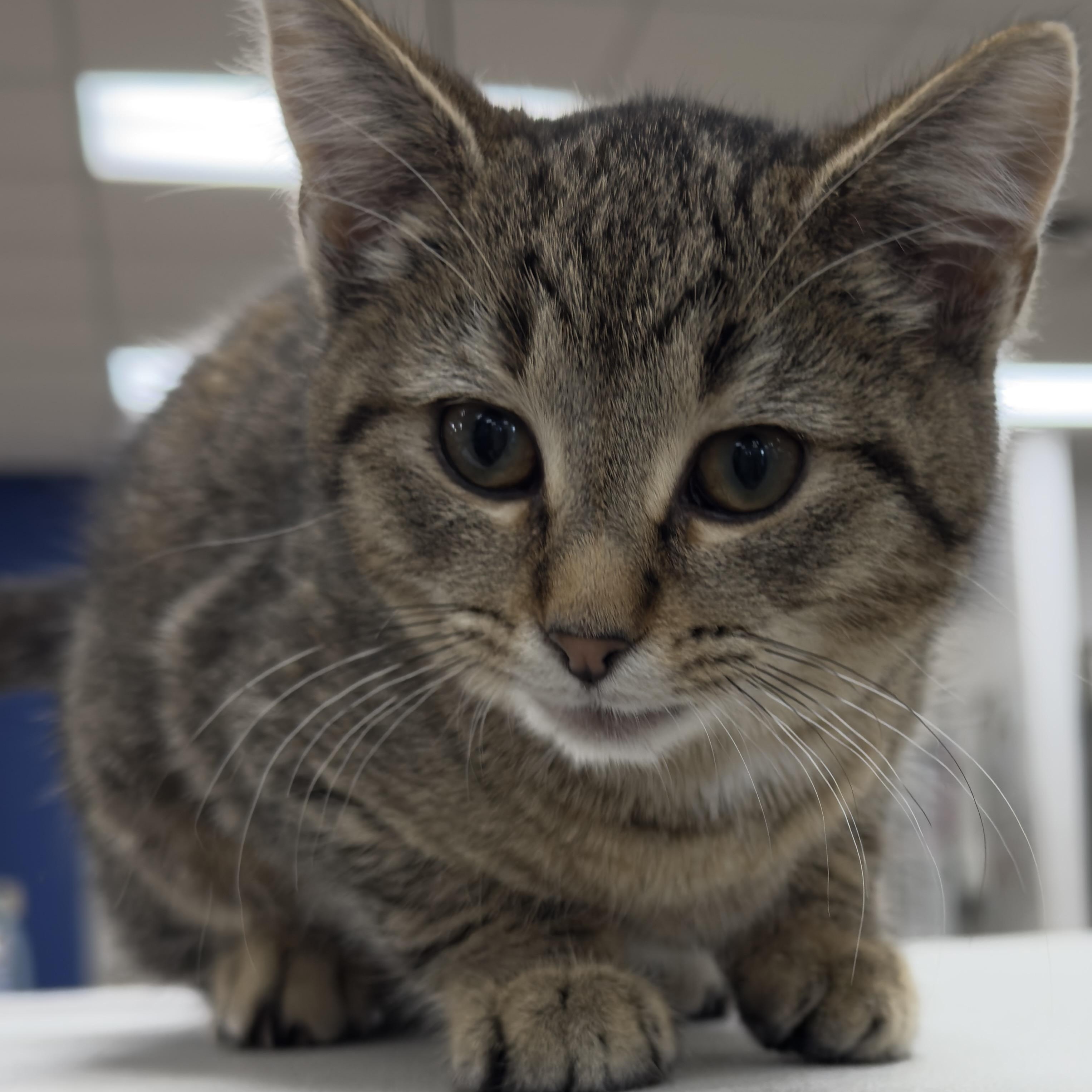 GABBY, Adoptable, Kitten Female Domestic Short Hair & Tabby.
