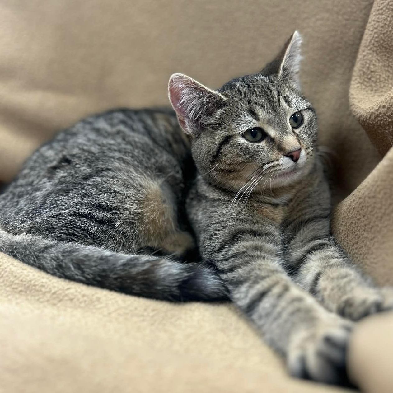 Enlarge GABBY, a Adoptable mixed breed in Ashland, OH image 2/6