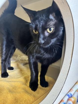 Daisy, Adoptable, Adult Female Domestic Short Hair & Domestic Short Hair.