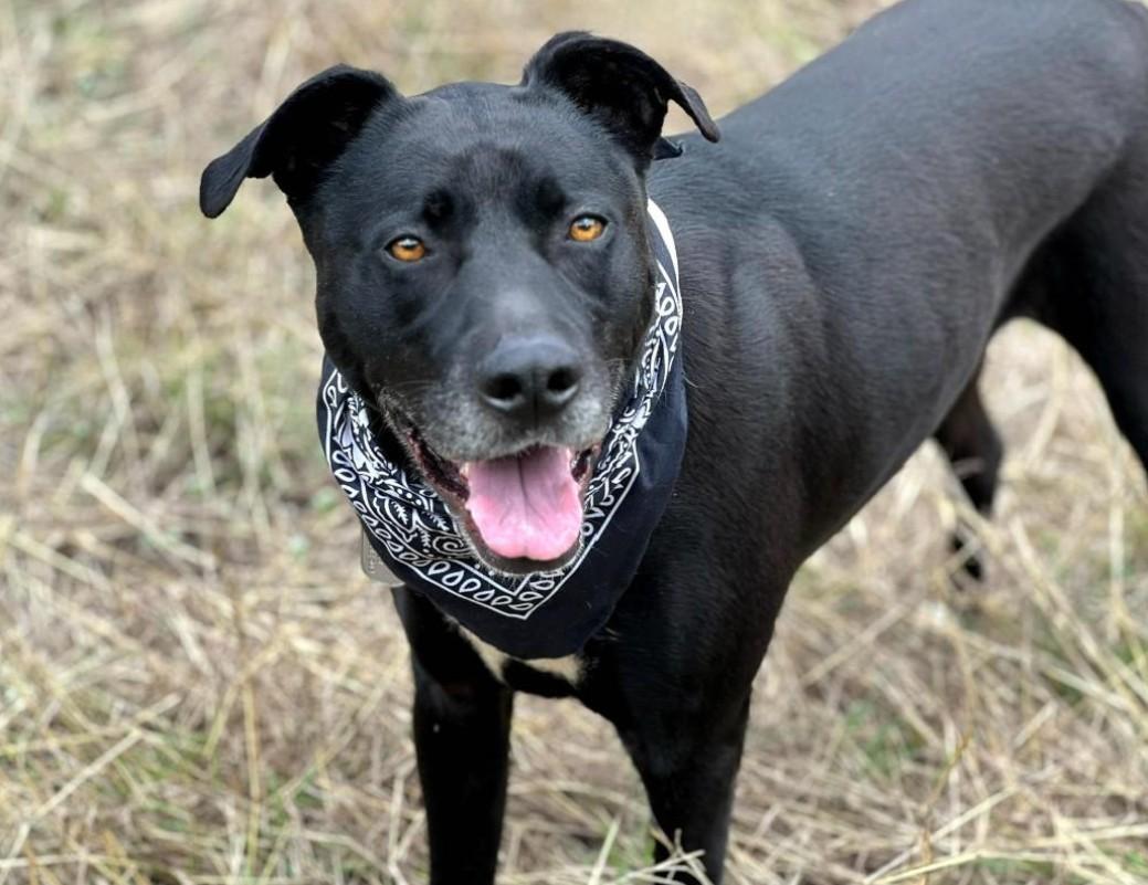 Tank - I know commands! I'm smart, lucky and have a one of a kind back story.