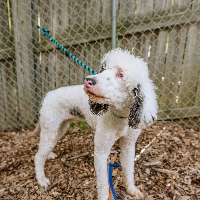 Steve, Young Male Standard Poodle