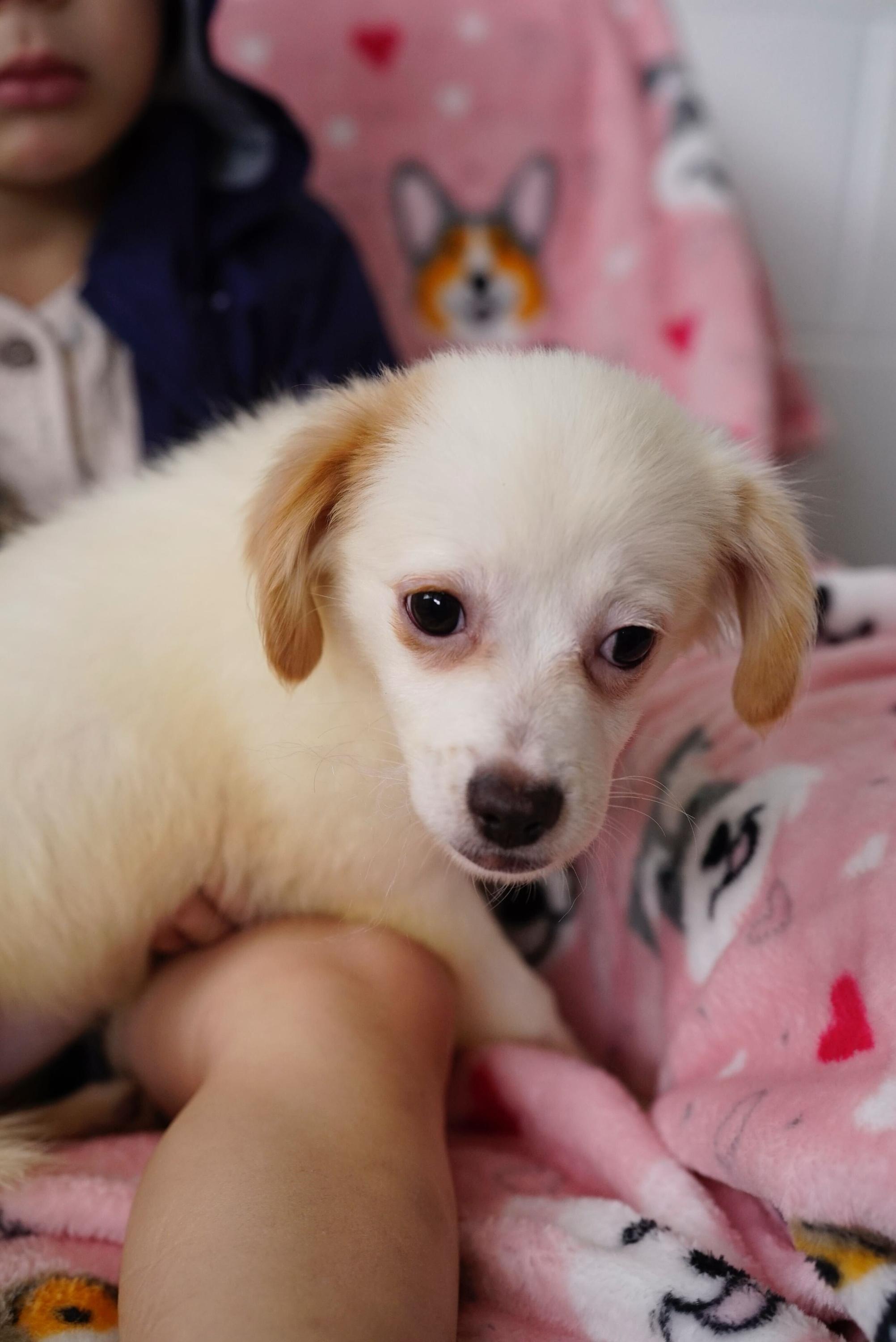 Enlarge Kourtney, a ADOPTABLE mixed breed in Pasadena, CA image 2/3