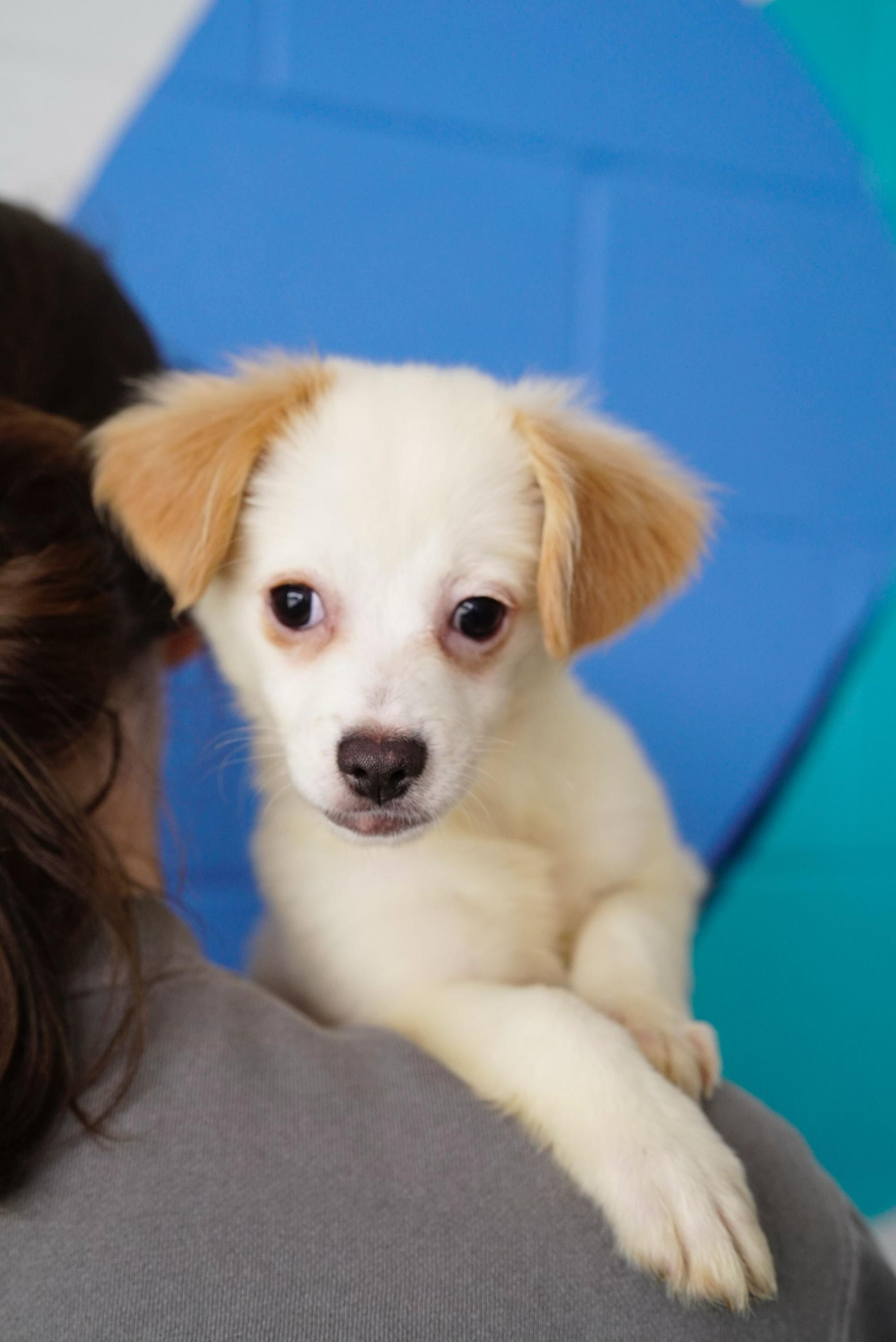 Kourtney, ADOPTABLE, Puppy Female Spaniel & Pomeranian.