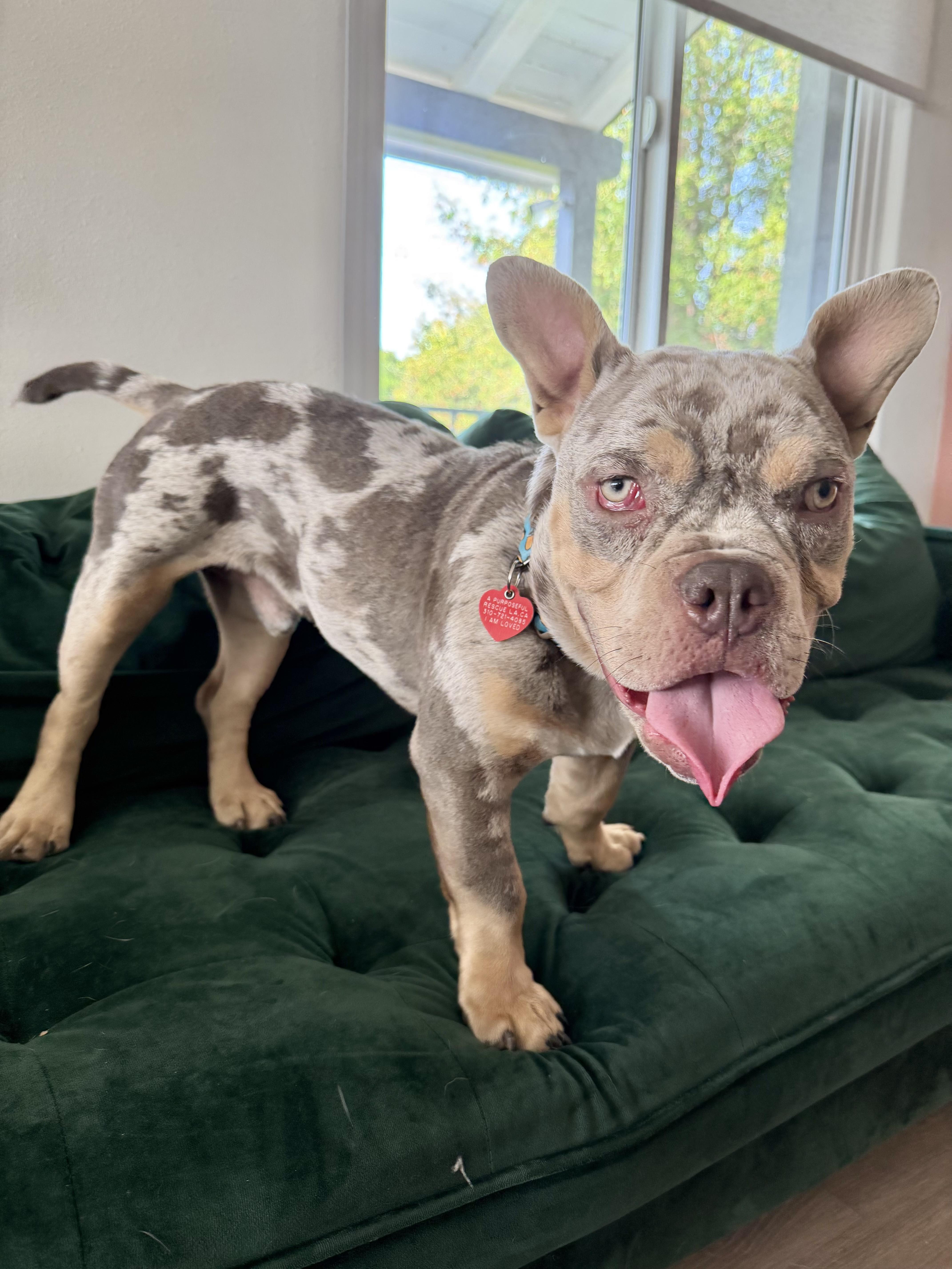 Goblin Pancake Is Comedy! thumbnail 5