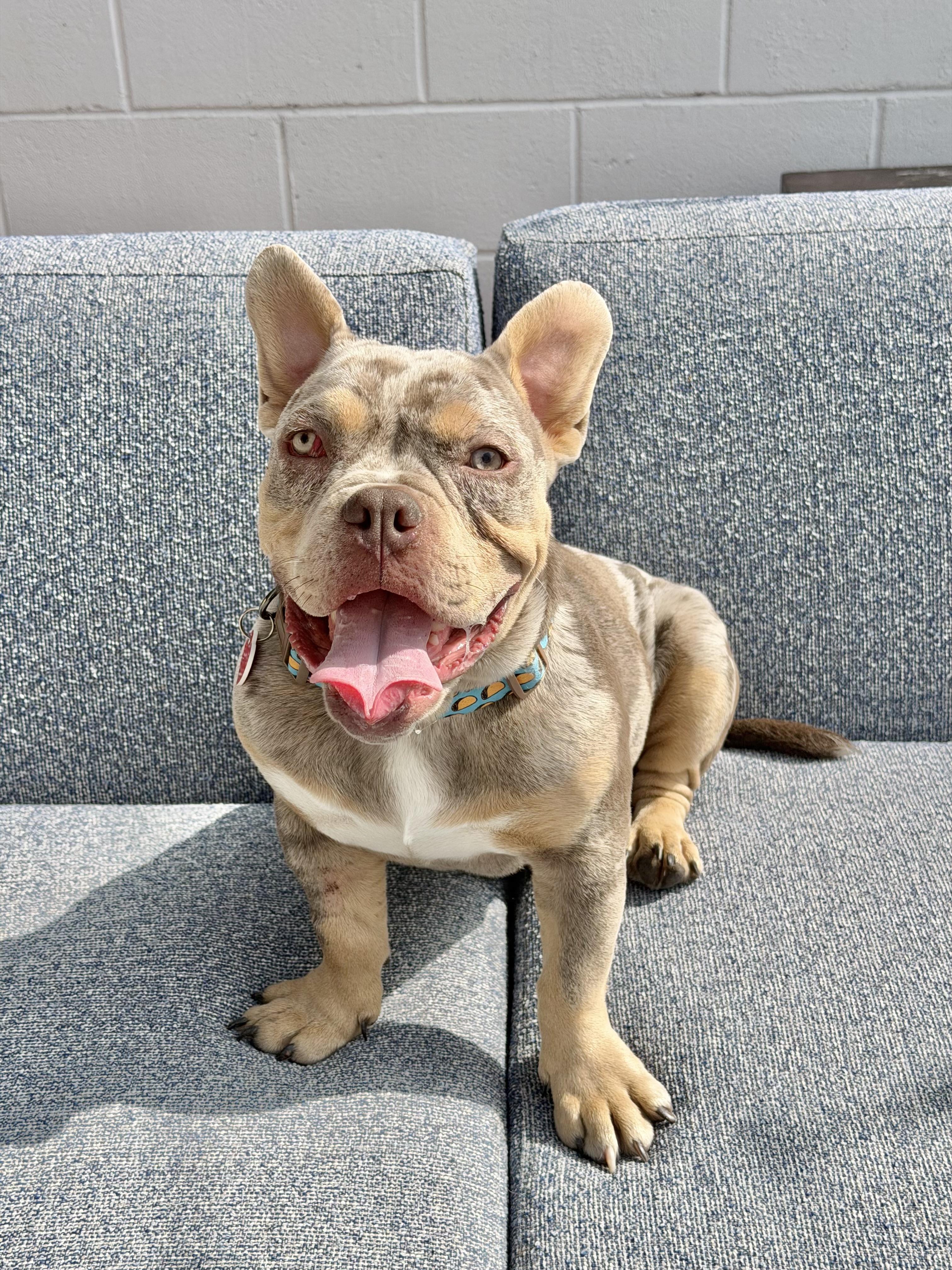 Goblin Pancake Is Comedy! thumbnail 4