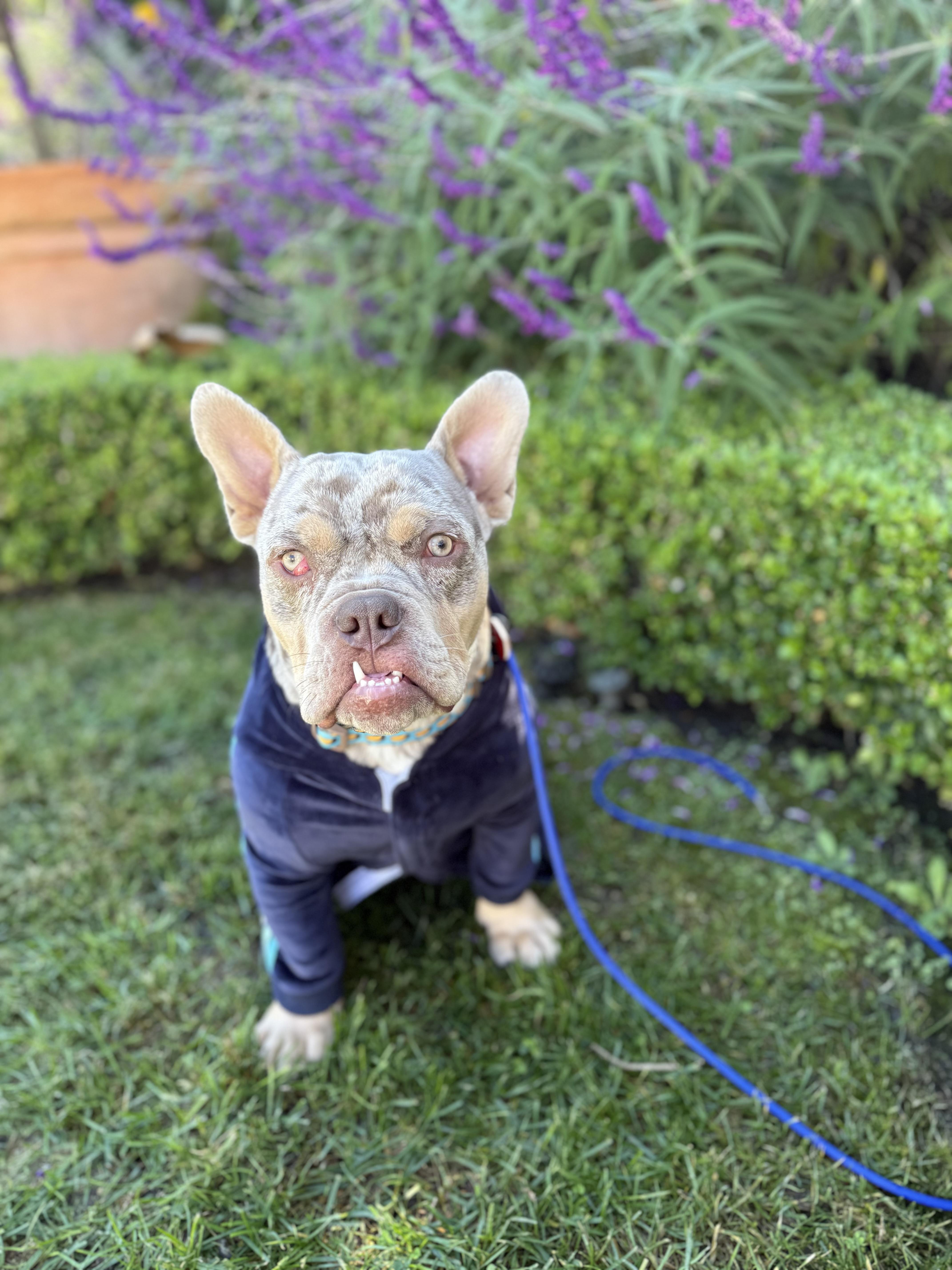 Goblin Pancake Is Comedy! thumbnail 2