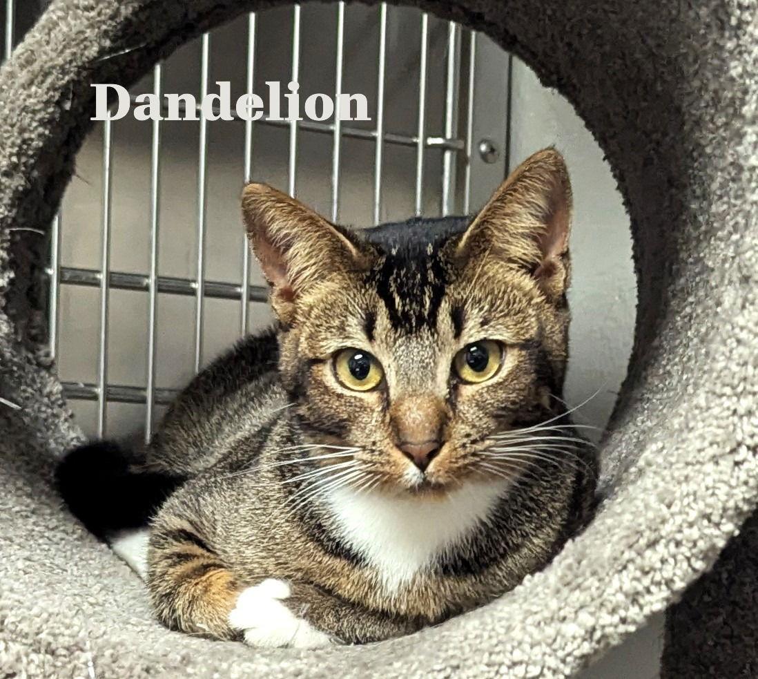 Dandelioncchs thumbnail 2