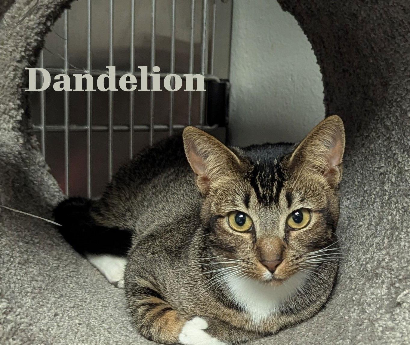 Dandelioncchs thumbnail 3