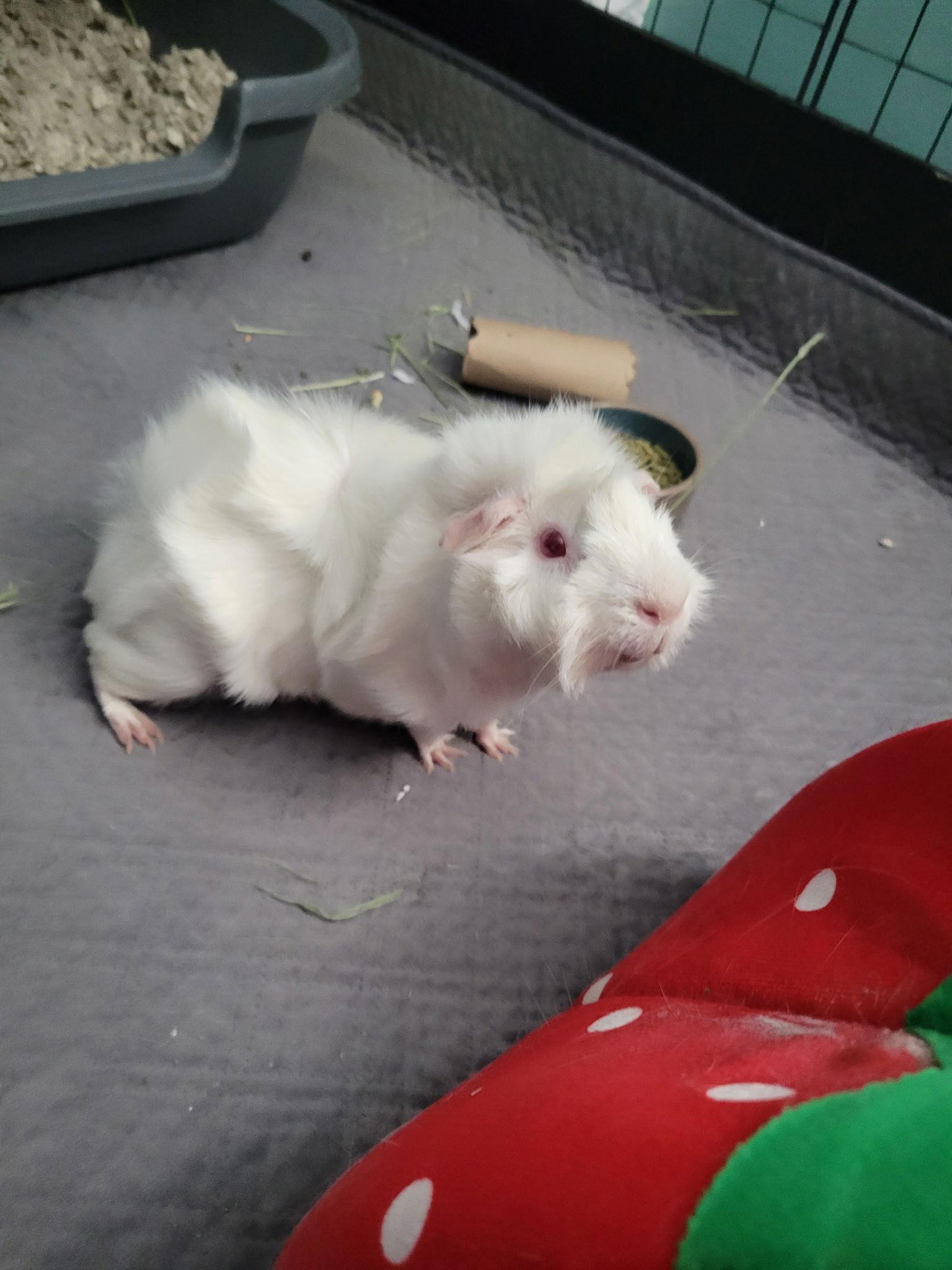 Enlarge Casper, a Adoptable Guinea Pig in Frederick, MD image 1/2