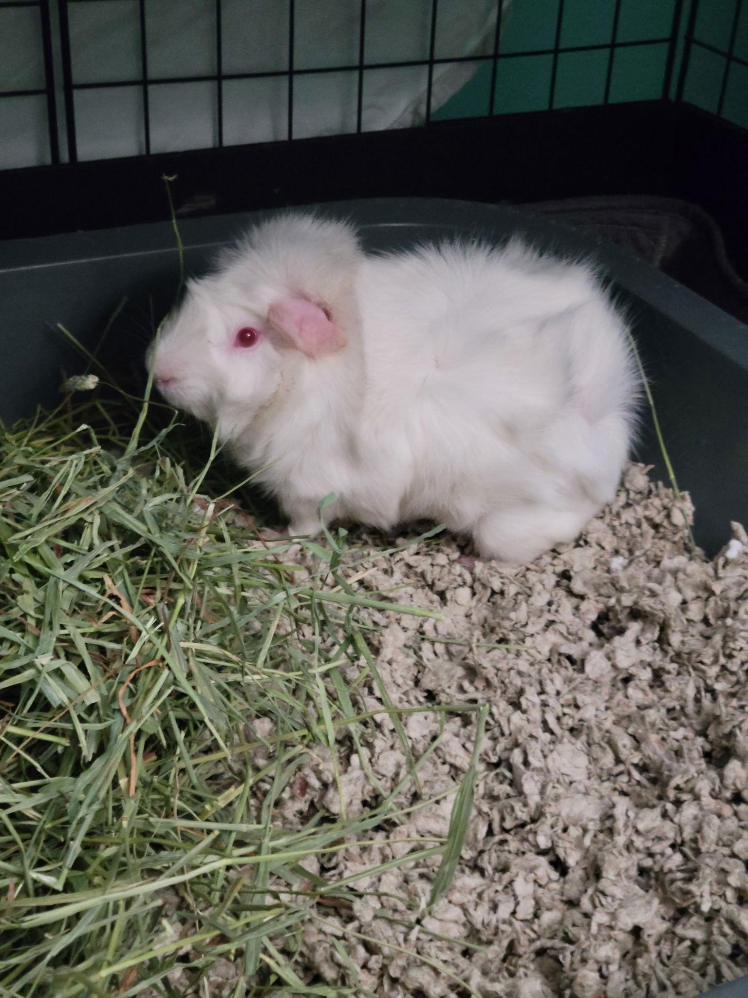 Enlarge Casper, a Adoptable Guinea Pig in Frederick, MD image 2/2