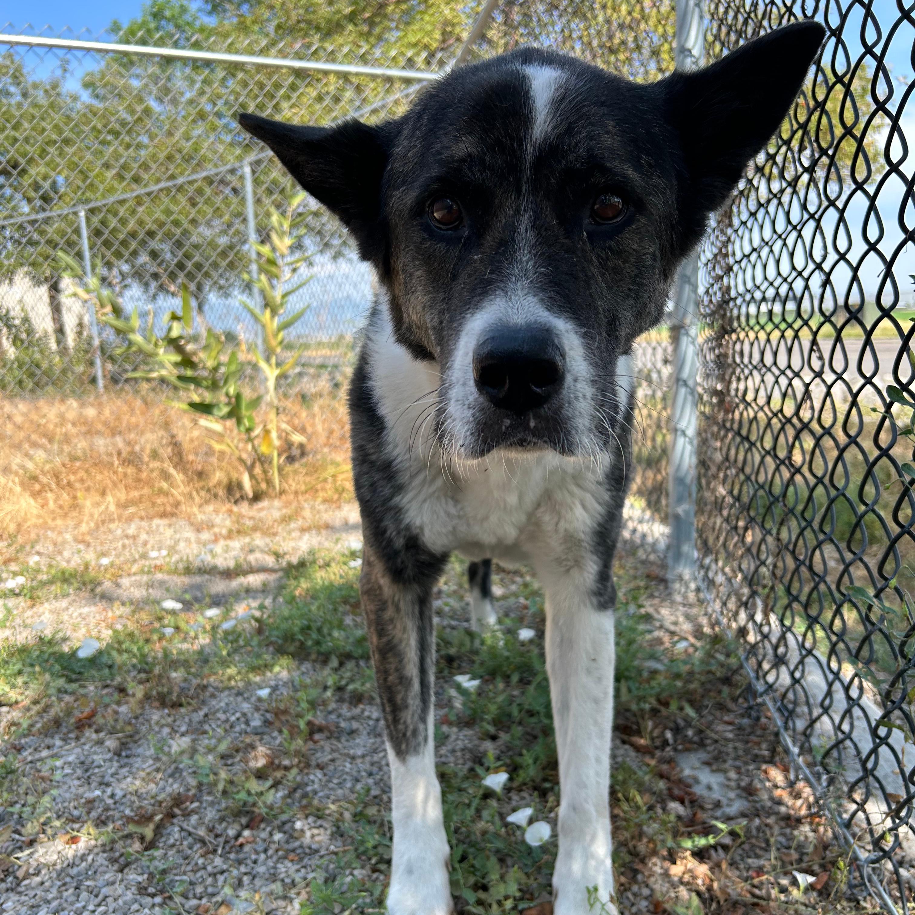 Nebula, a ADOPTABLE mixed breed in Lindon, UT image 3/6