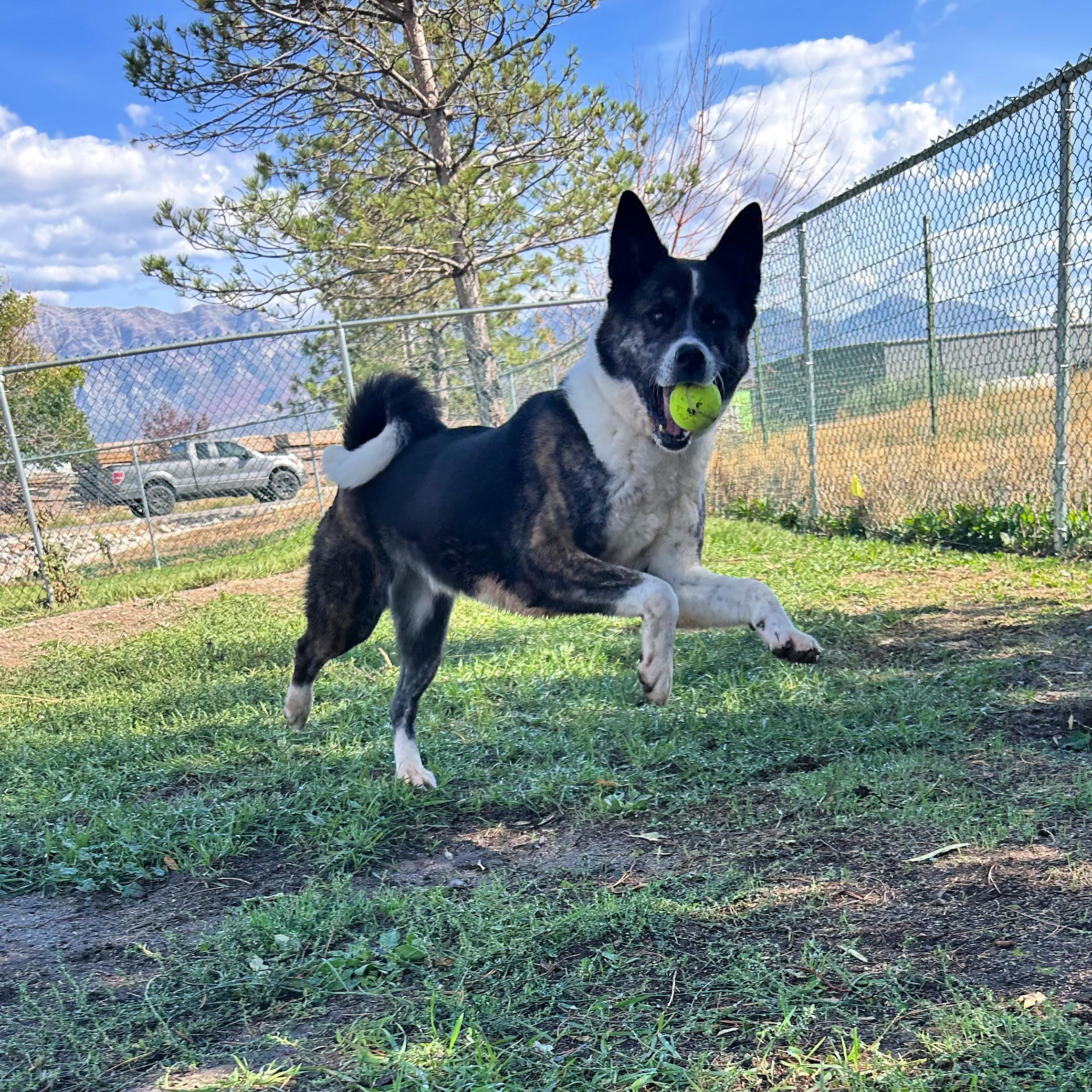 Enlarge Nebula, a Adoptable mixed breed in Lindon, UT image 2/6
